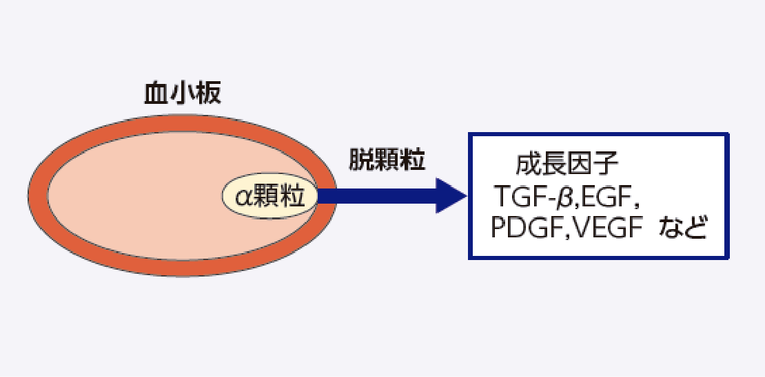 血小板のα顆粒中に含まれる成長因子が放出される。また、塩化カルシウム、トロンビンを添加することでフィブリンポリマーが形成され、PRPがゲル化する。